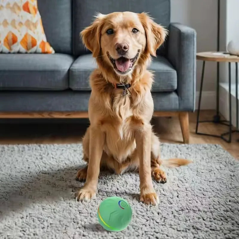Your pet's  friend