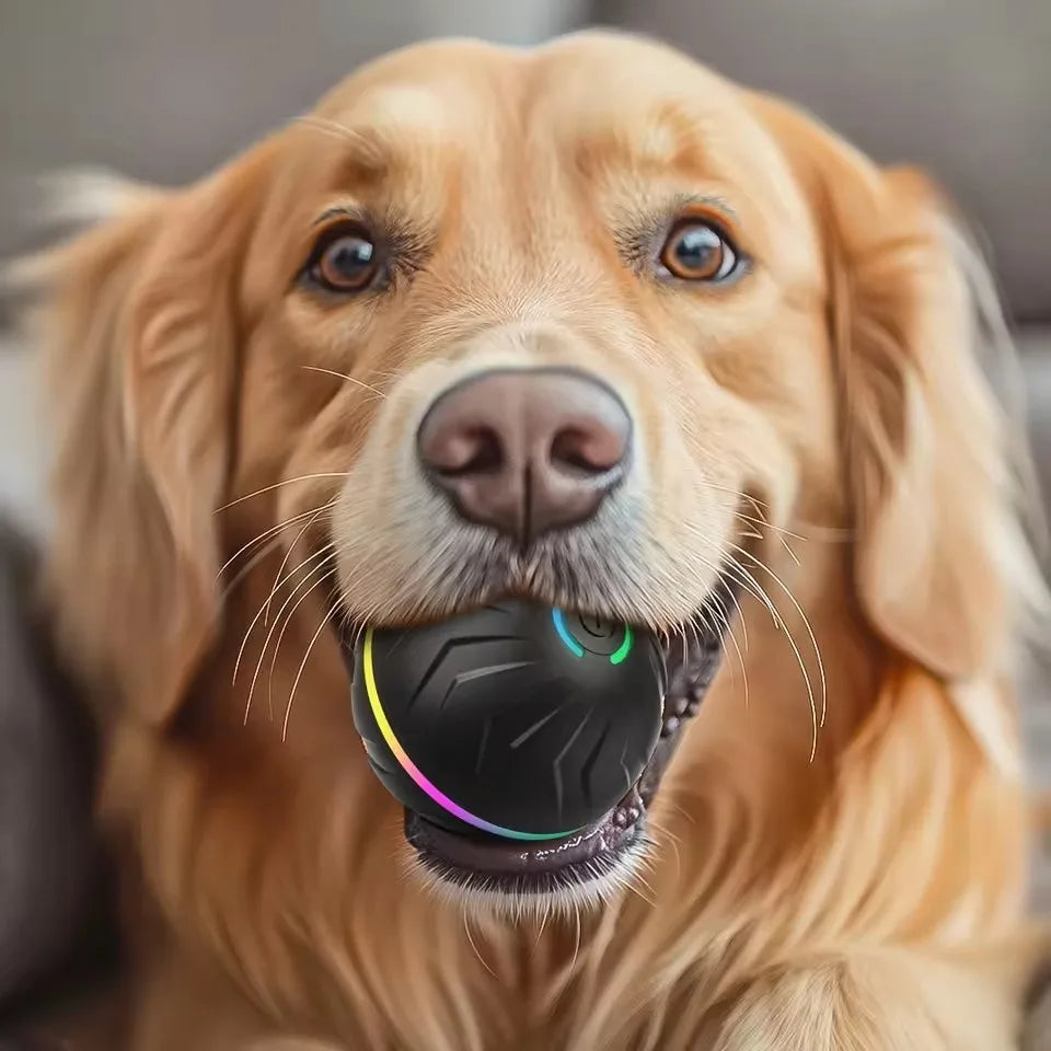 Your pet's  friend