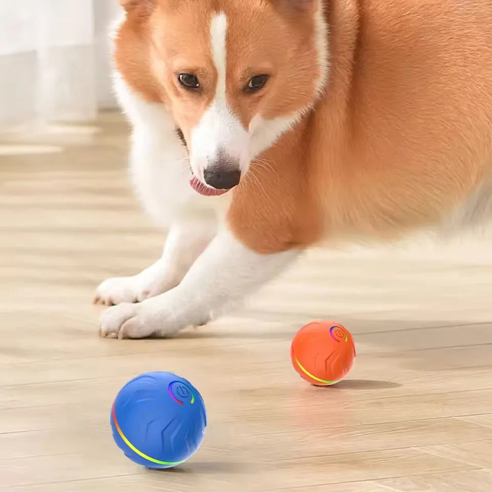 Your pet's  friend